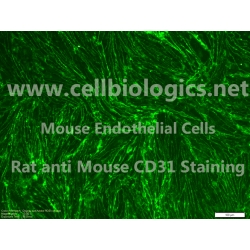 B129 Mouse Primary Ovarian Microvascular Endothelial Cells